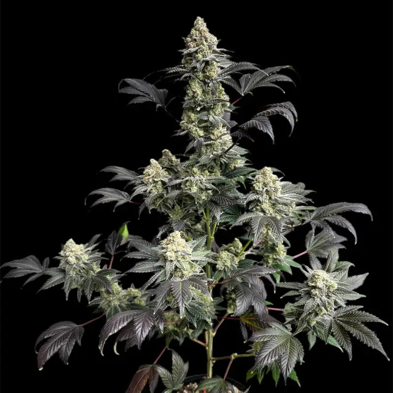 Onionog (o.o)© fem terpyz mutant genetics feminized