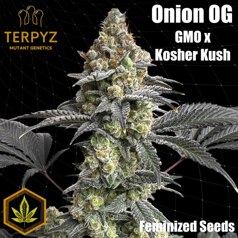 Onionog (o.o)© fem terpyz mutant genetics feminized