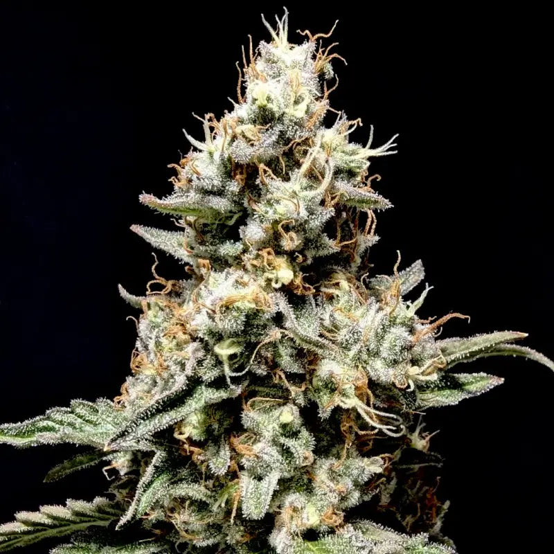 Onionog (o.o)© fem terpyz mutant genetics feminized