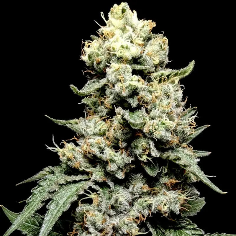 Onionog (o.o)© fem terpyz mutant genetics feminized