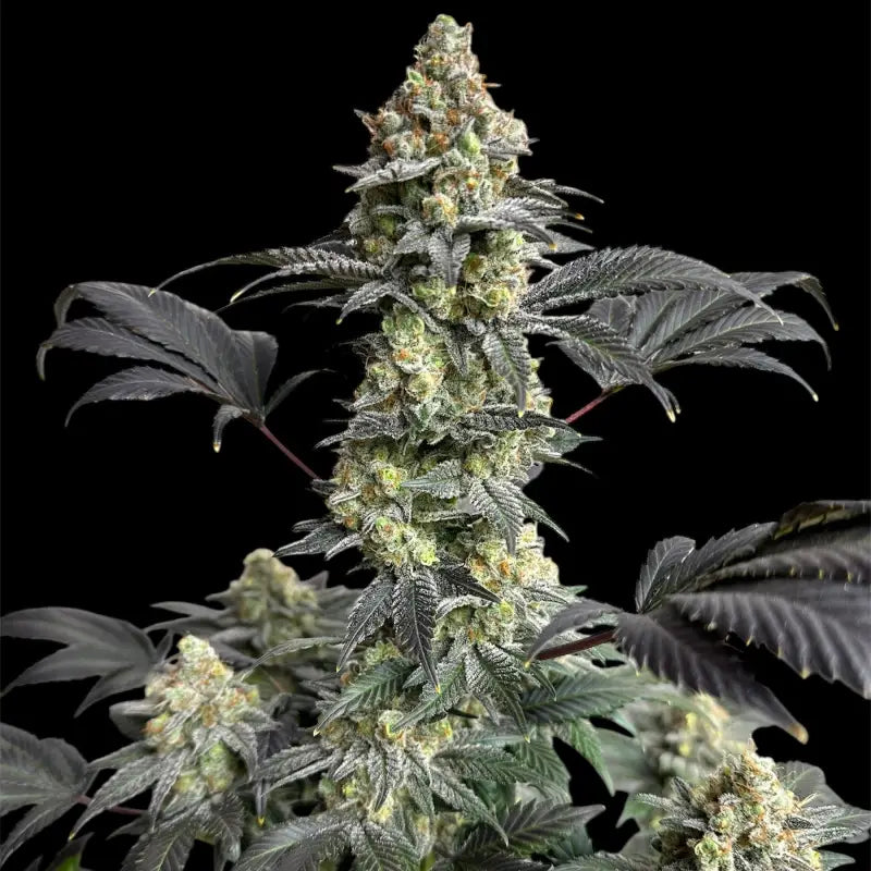 Onionog (o.o)© fem terpyz mutant genetics feminized