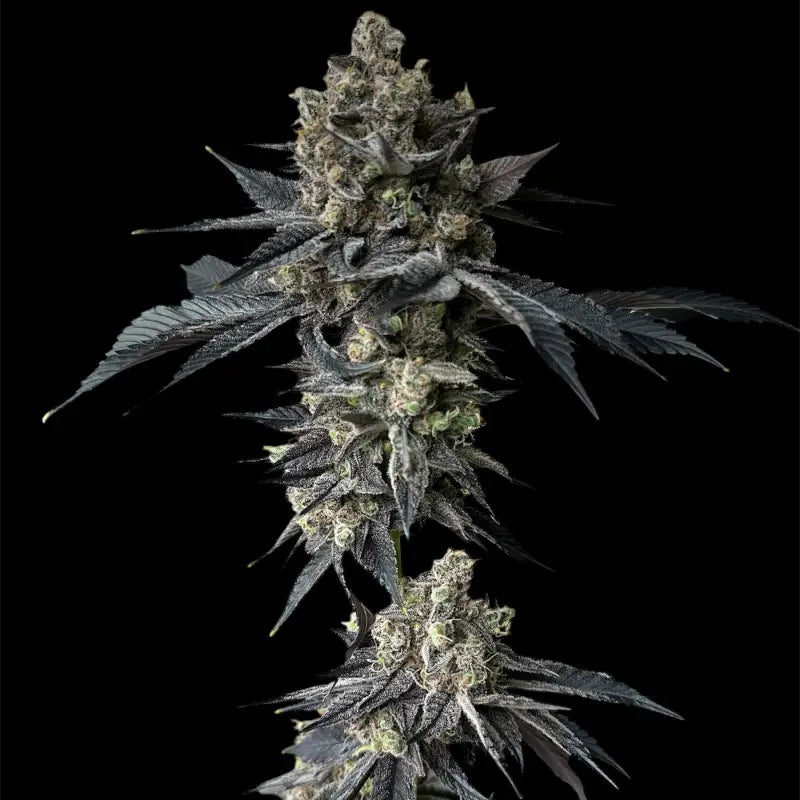 Onionog (o.o)© fem terpyz mutant genetics feminized