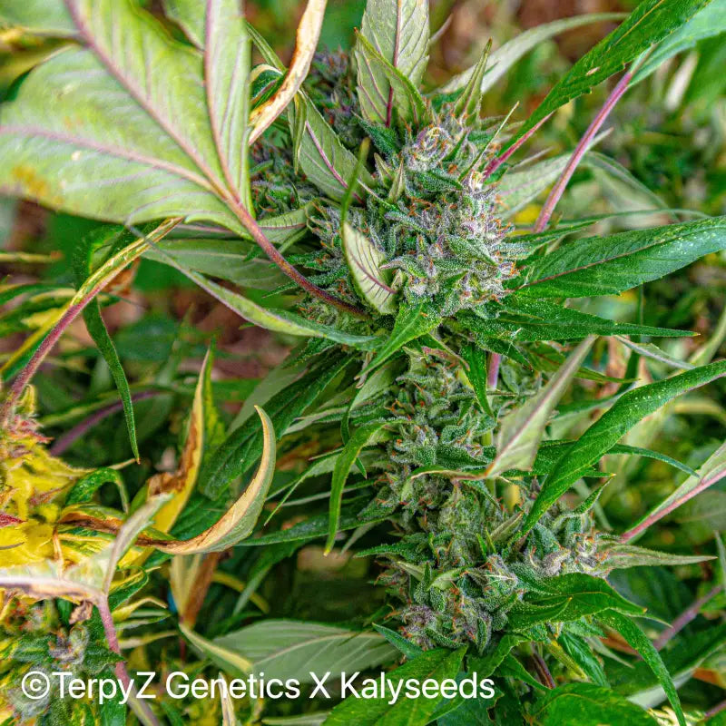 Opalo swag ’variegated’ - mutant reg kalyseeds cannabis
