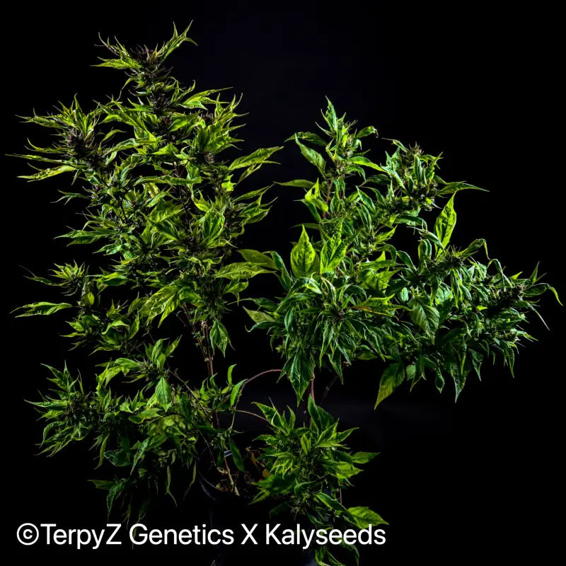 Opalo swag ’variegated’ - mutant reg kalyseeds cannabis