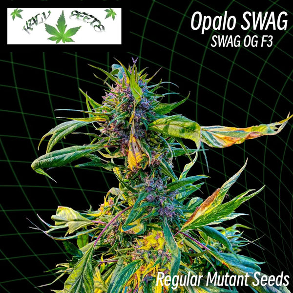 Opalo swag ’variegated smooth-edged webbed leaves’