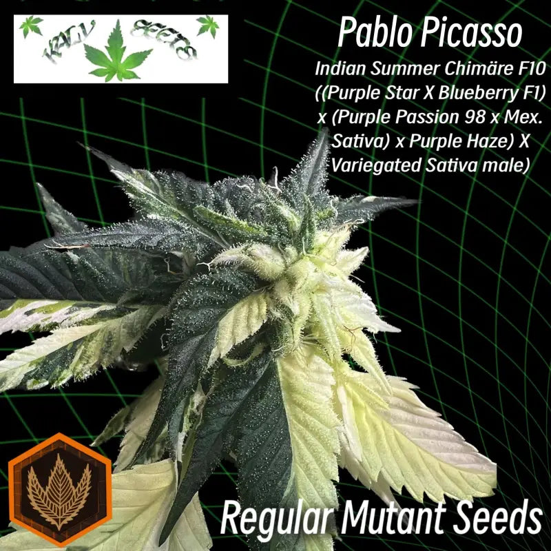 Pablo picasso ’variegated’ - duck reg kalyseeds mutant