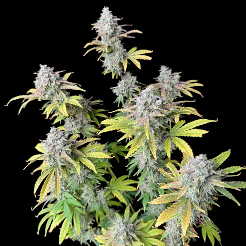 Permanent spritzer© fem terpyz feminized cannabis seeds