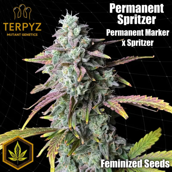 Permanent spritzer© fem terpyz feminized cannabis seeds