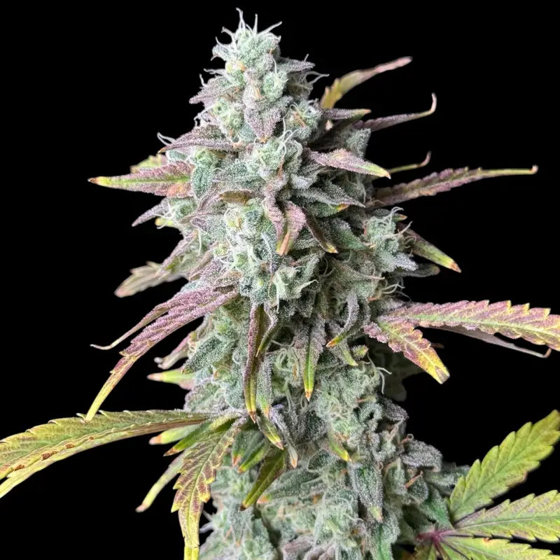 Permanent spritzer© fem terpyz feminized cannabis seeds