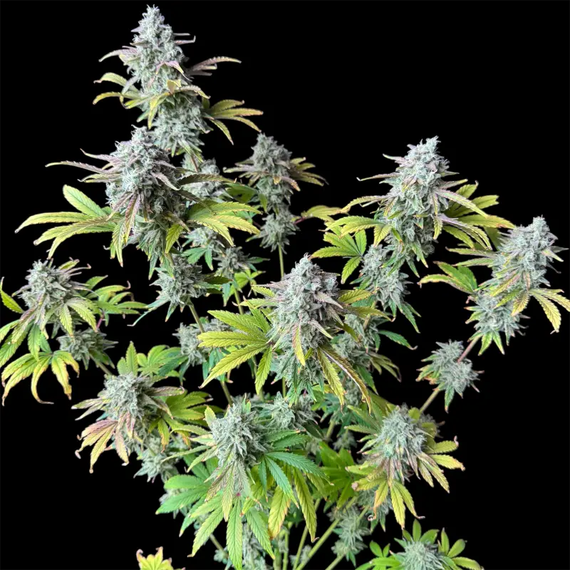 Permanent spritzer© fem terpyz feminized cannabis seeds