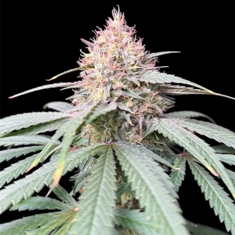 Pine tar croco© true f1 reg terpyz mutant genetics hybrid