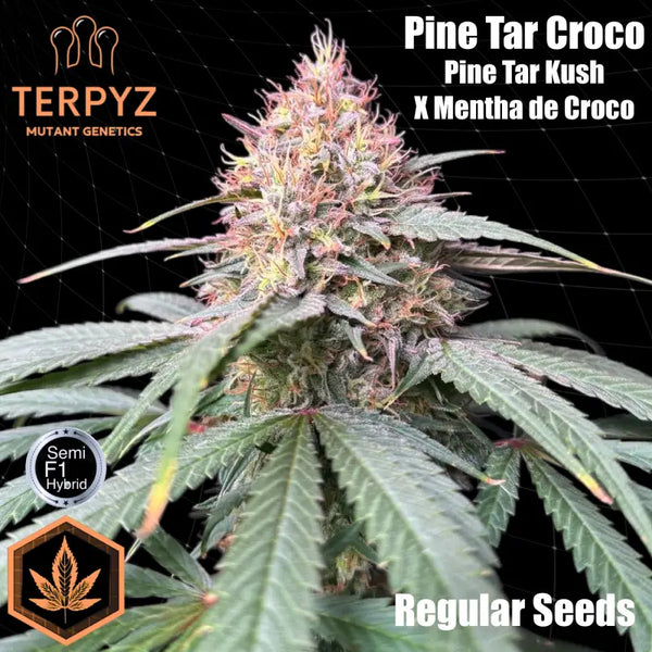 Pine tar croco© true f1 reg terpyz mutant genetics hybrid