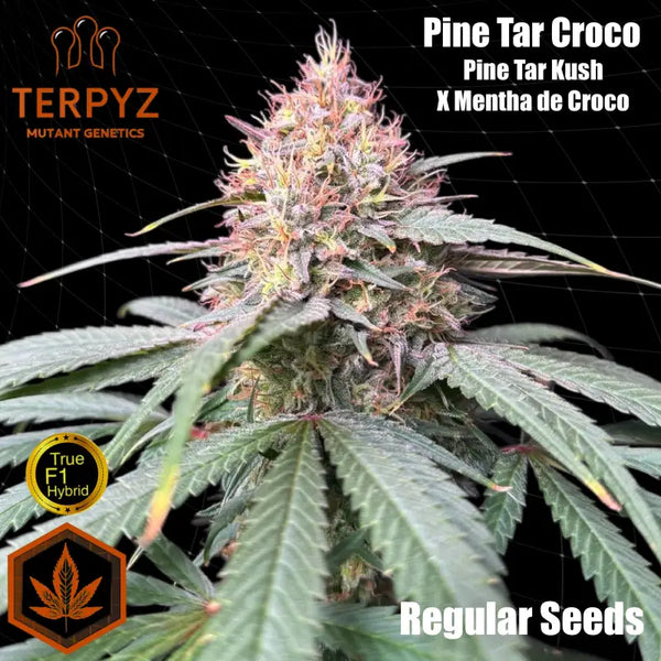 Pine tar croco© true f1 reg terpyz mutant genetics hybrid