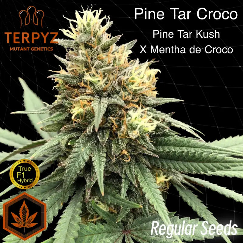 Pine tar croco© true f1 reg terpyz mutant genetics hybrid
