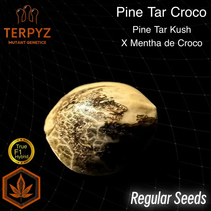 Pine tar croco© true f1 reg terpyz mutant genetics hybrid