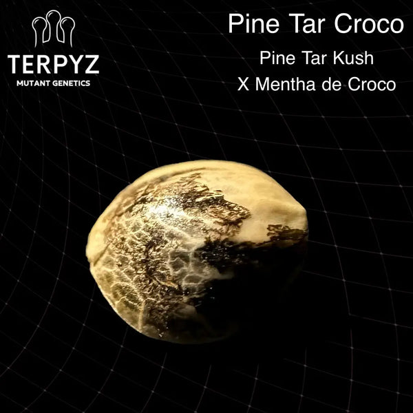 Pine tar croco - regular mutant hybrid seeds terpyz