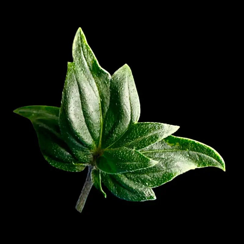 Pink mentha mutants f2 terpyz mutant cannabis seeds