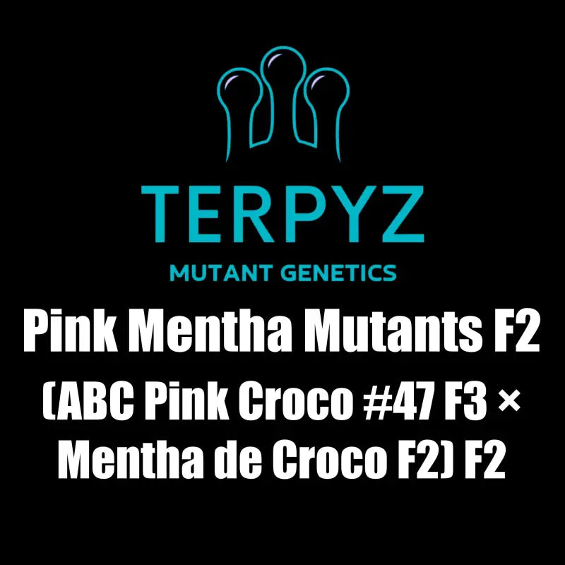 Pink mentha mutants f2 terpyz mutant cannabis seeds