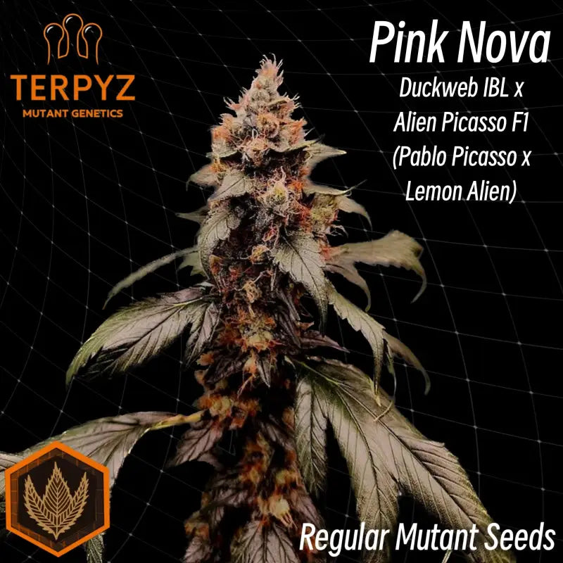 Pink nova© duck reg terpyz mutant genetics cannabis seeds