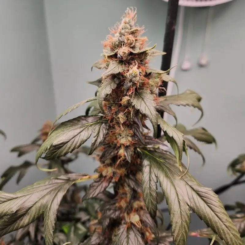 Pink nova© duck reg terpyz mutant genetics cannabis seeds