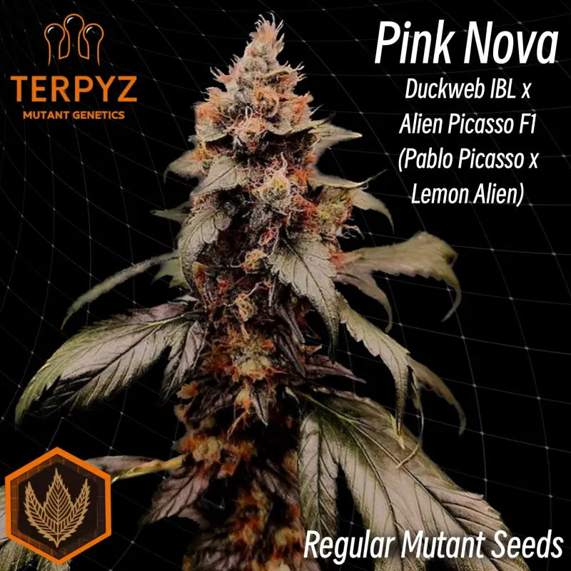 Pink nova© duck reg terpyz mutant genetics cannabis seeds