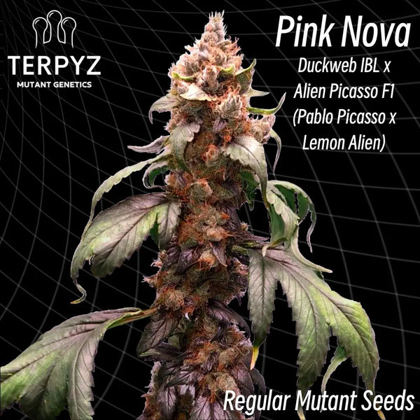 Pink nova ’webbed leaves’ (regular mutant cannabis