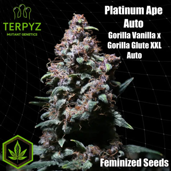 Platinum ape auto© fem terpyz feminized cannabis seeds