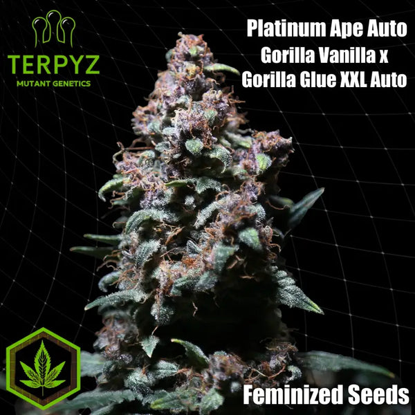 Platinum ape auto© fem terpyz feminized cannabis seeds