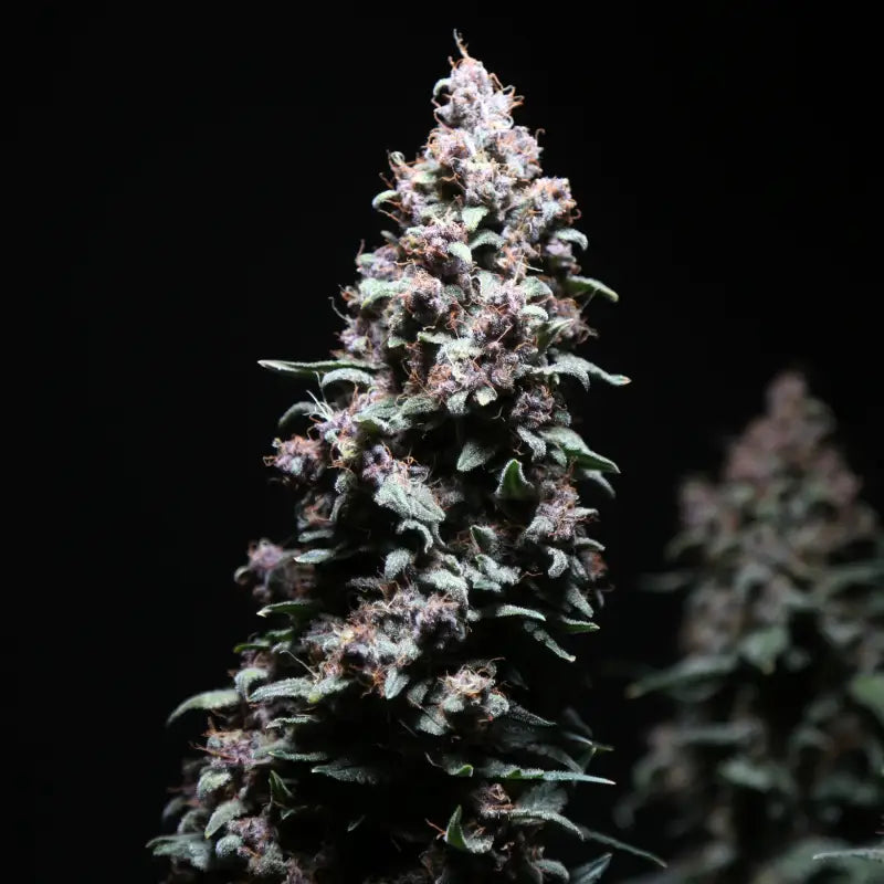 Platinum ape auto© fem terpyz feminized cannabis seeds