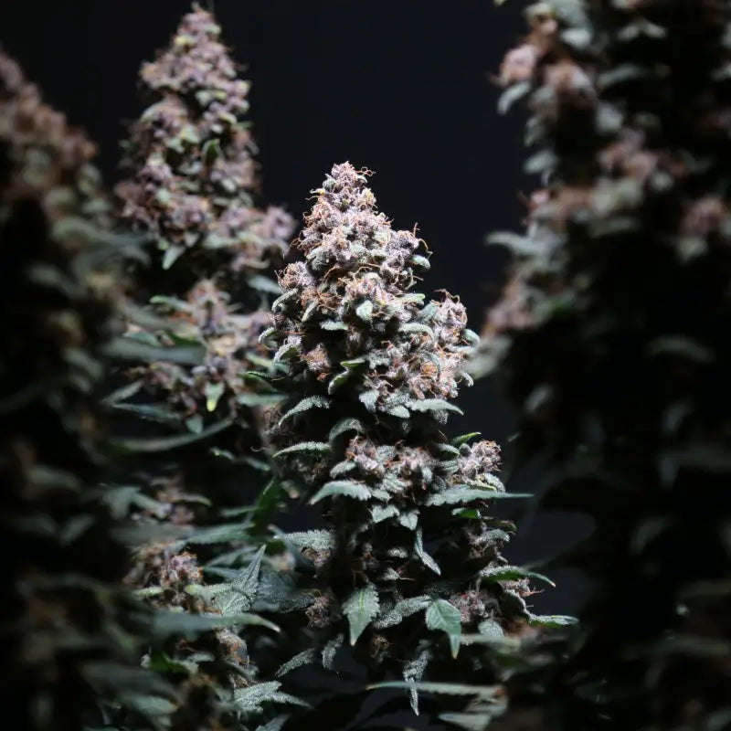 Platinum ape auto© fem terpyz feminized cannabis seeds