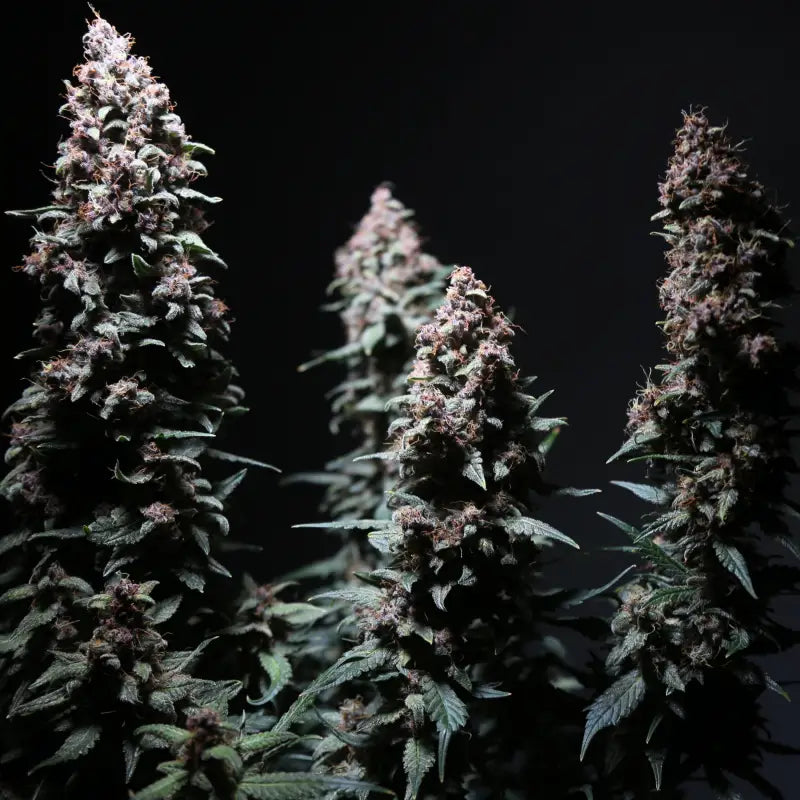 Platinum ape auto© fem terpyz feminized cannabis seeds