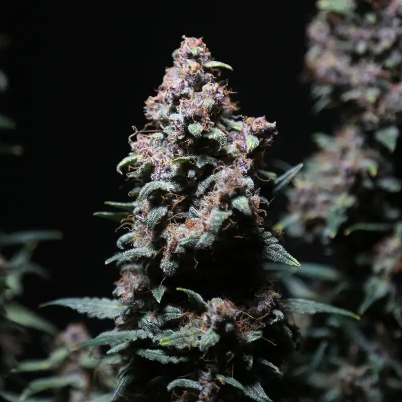 Platinum ape auto© fem terpyz feminized cannabis seeds