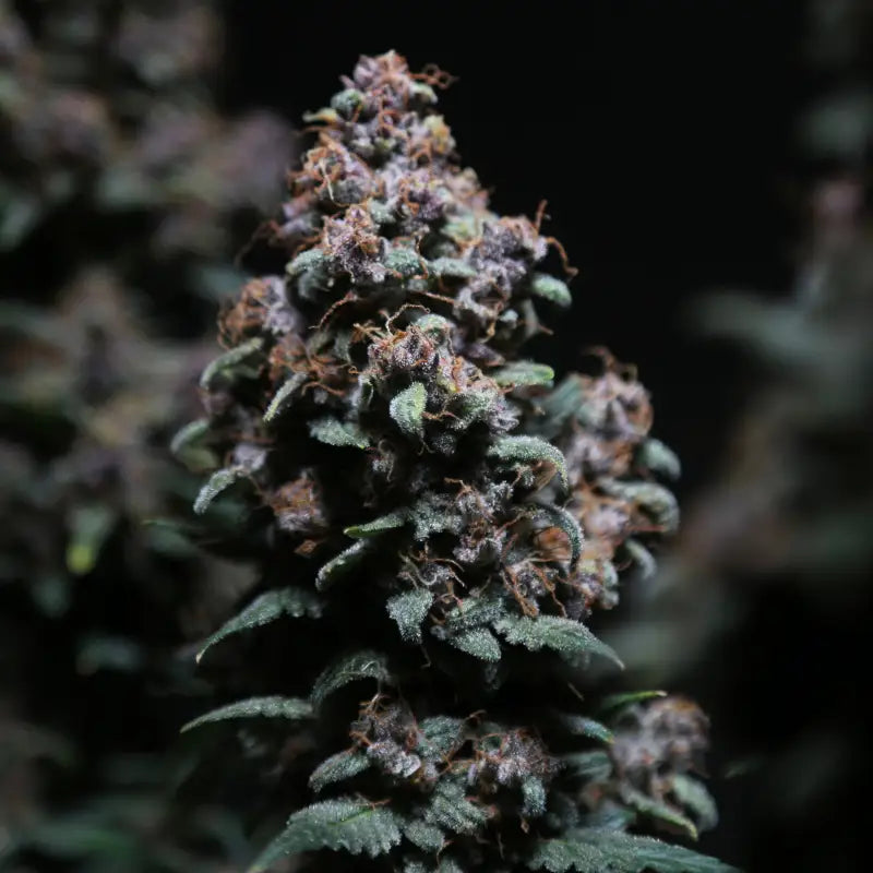 Platinum ape auto© fem terpyz feminized cannabis seeds