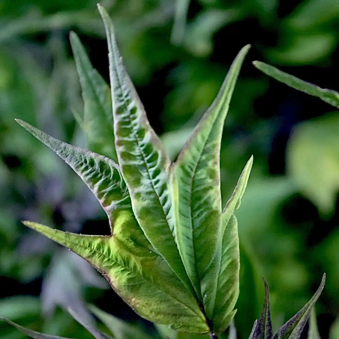 SWAG Cannabis Seeds | Smooth Ducks Leaves | TerpyZ Mutant Genetics 