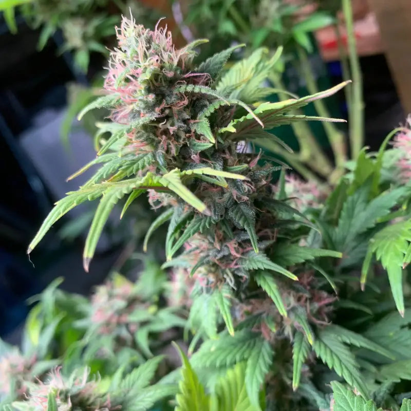 Quackberry rose© duck reg terpyz mutant genetics cannabis