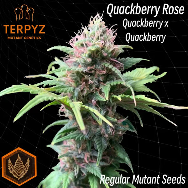 Quackberry rose© duck reg terpyz mutant genetics cannabis