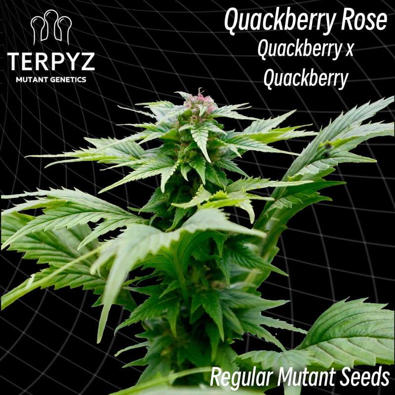 Quackberry rose (regular mutant cannabis seeds) terpyz