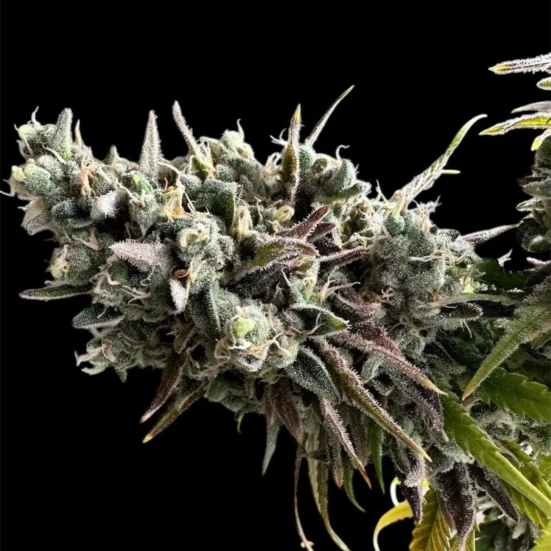 Remintz© semi f1 reg terpyz mutant genetics hybrid cannabis