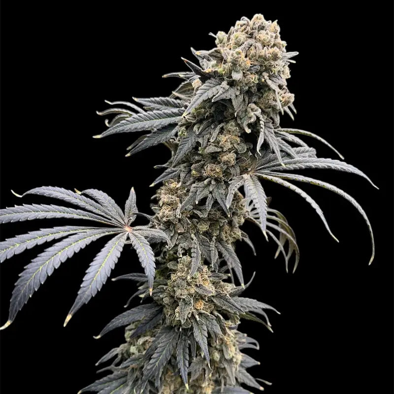 Remintz© semi f1 reg terpyz mutant genetics hybrid cannabis