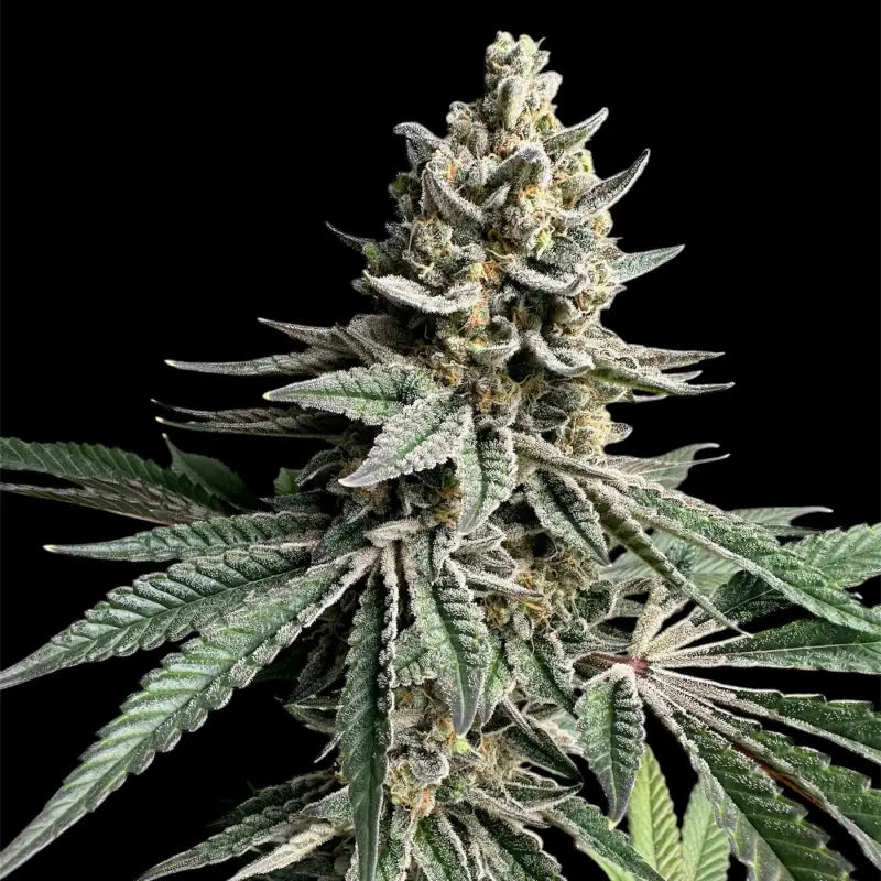 Remintz© semi f1 reg terpyz mutant genetics hybrid cannabis