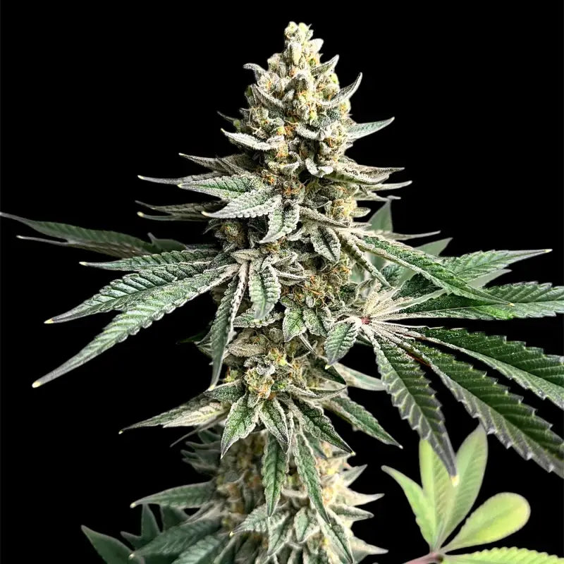 Remintz© semi f1 reg terpyz mutant genetics hybrid cannabis
