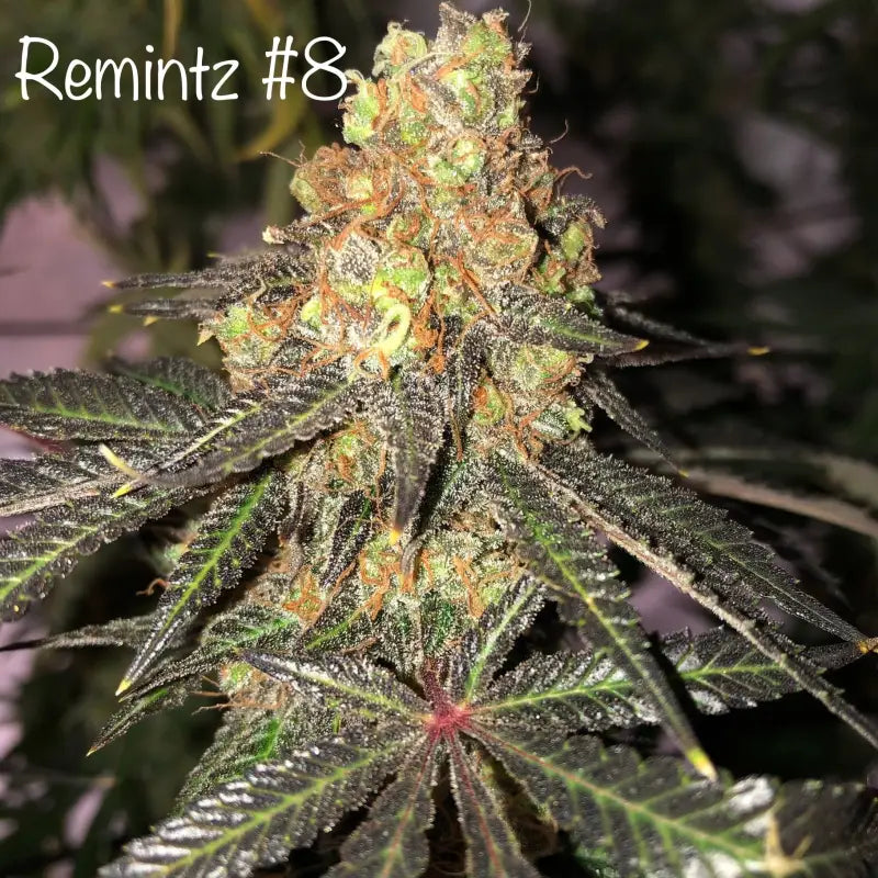Remintz© semi f1 reg terpyz mutant genetics hybrid