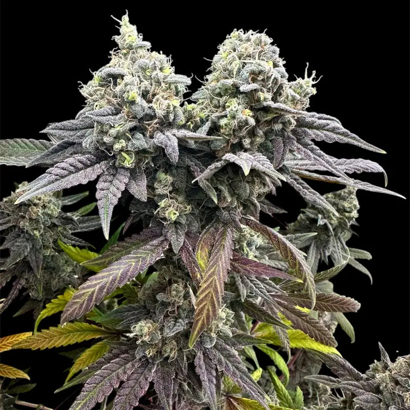 Remintz© Semi F1 Regular Cannabis Seeds | TerpyZ Mutant Genetics