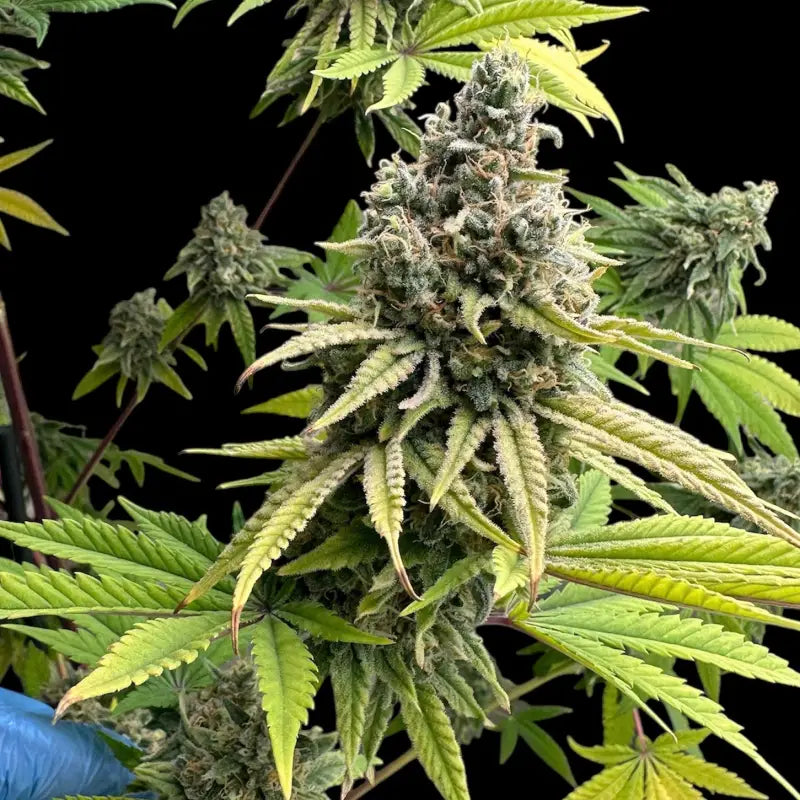Remintz© semi f1 reg terpyz mutant genetics hybrid cannabis