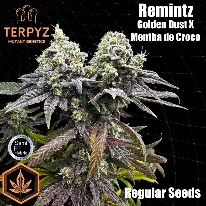 Remintz© semi f1 reg terpyz mutant genetics hybrid cannabis