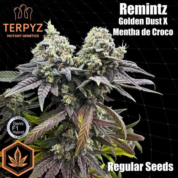 Remintz© semi f1 reg terpyz mutant genetics hybrid cannabis