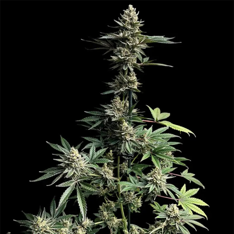 Remintz© semi f1 reg terpyz mutant genetics hybrid cannabis