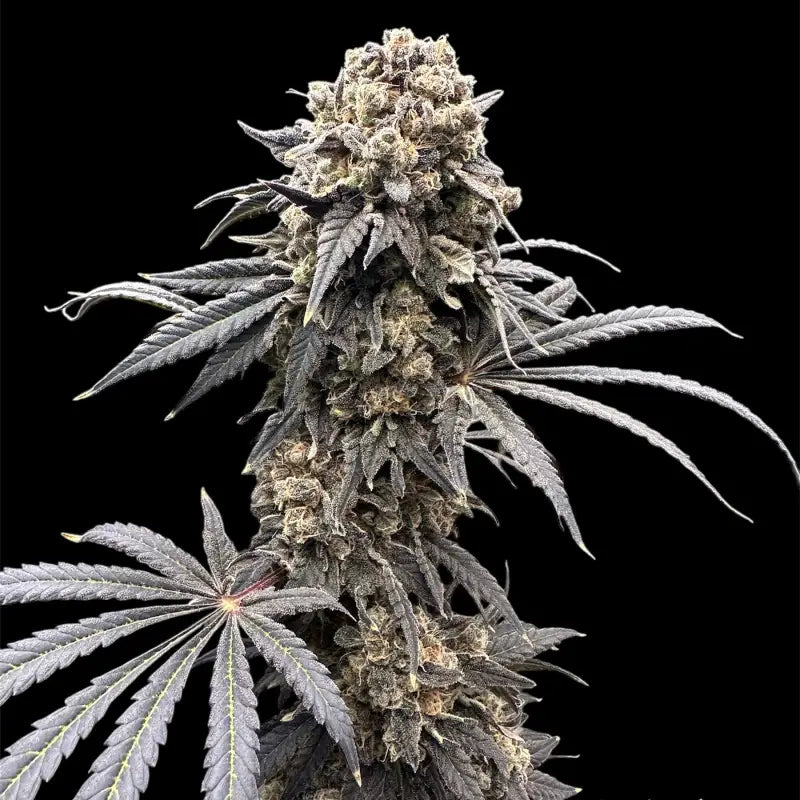 Remintz© semi f1 reg terpyz mutant genetics hybrid cannabis