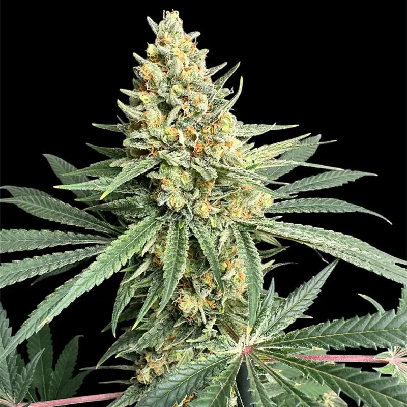 Remintz© semi f1 reg terpyz mutant genetics hybrid cannabis