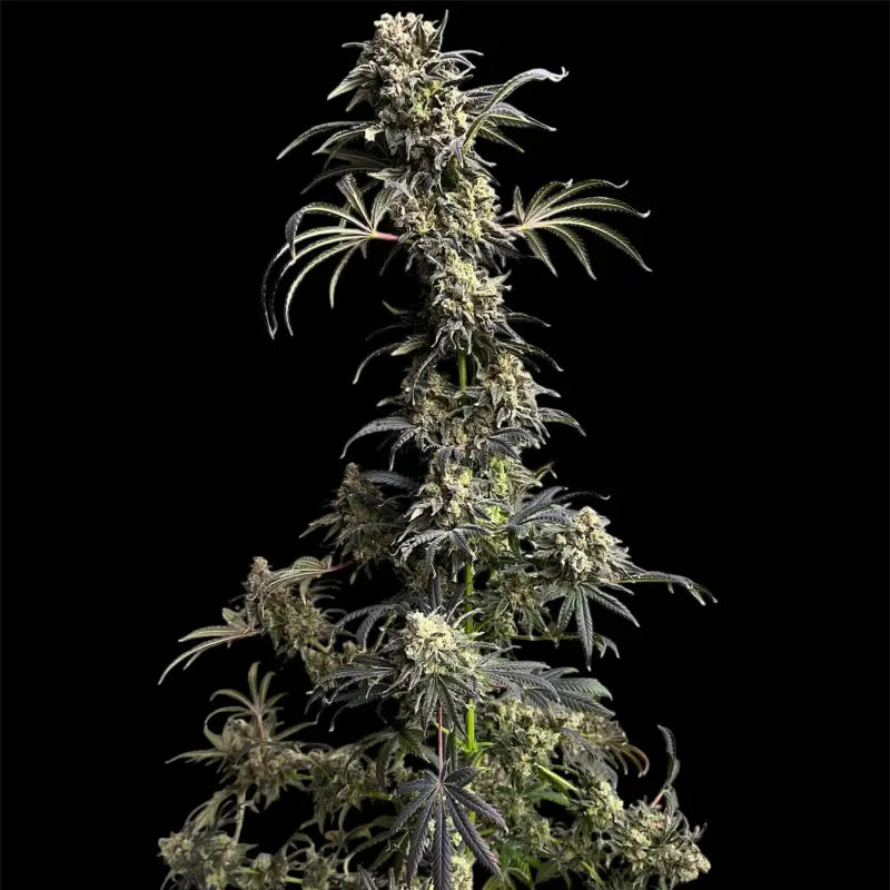 Remintz© semi f1 reg terpyz mutant genetics hybrid cannabis